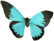 BlueButterfly 7